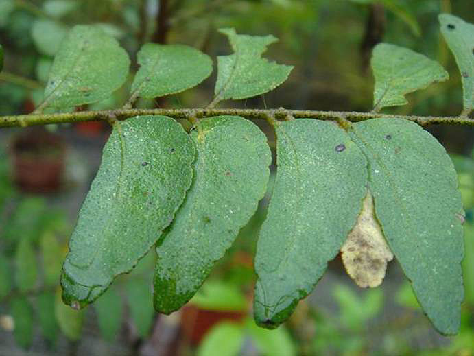 过山香(芸香科)